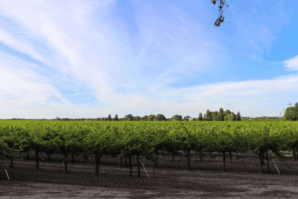 Detailed Clarksburg California Map for Tourists