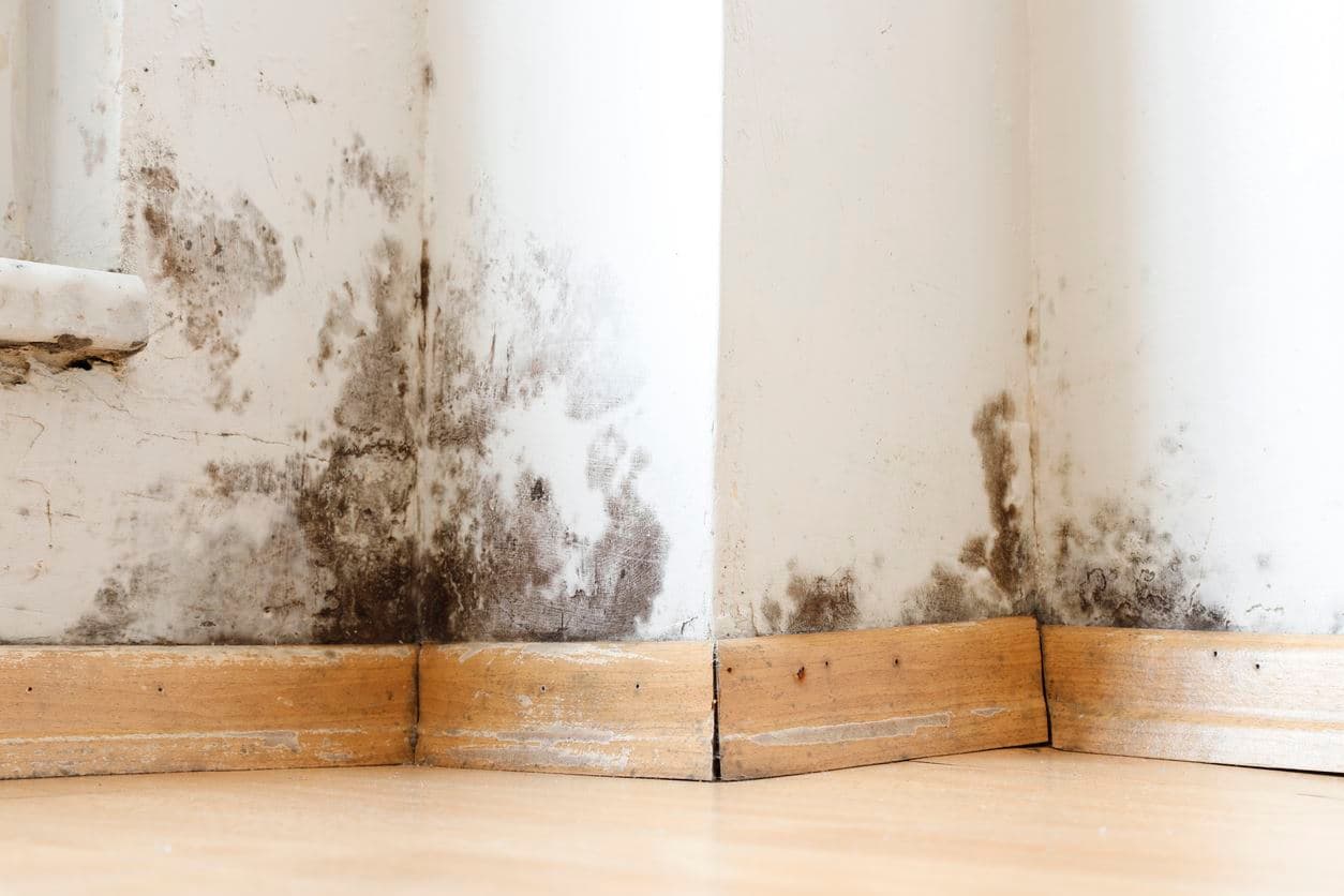 Trusted Austin Specialists for mold remediation bryker woods austin tx