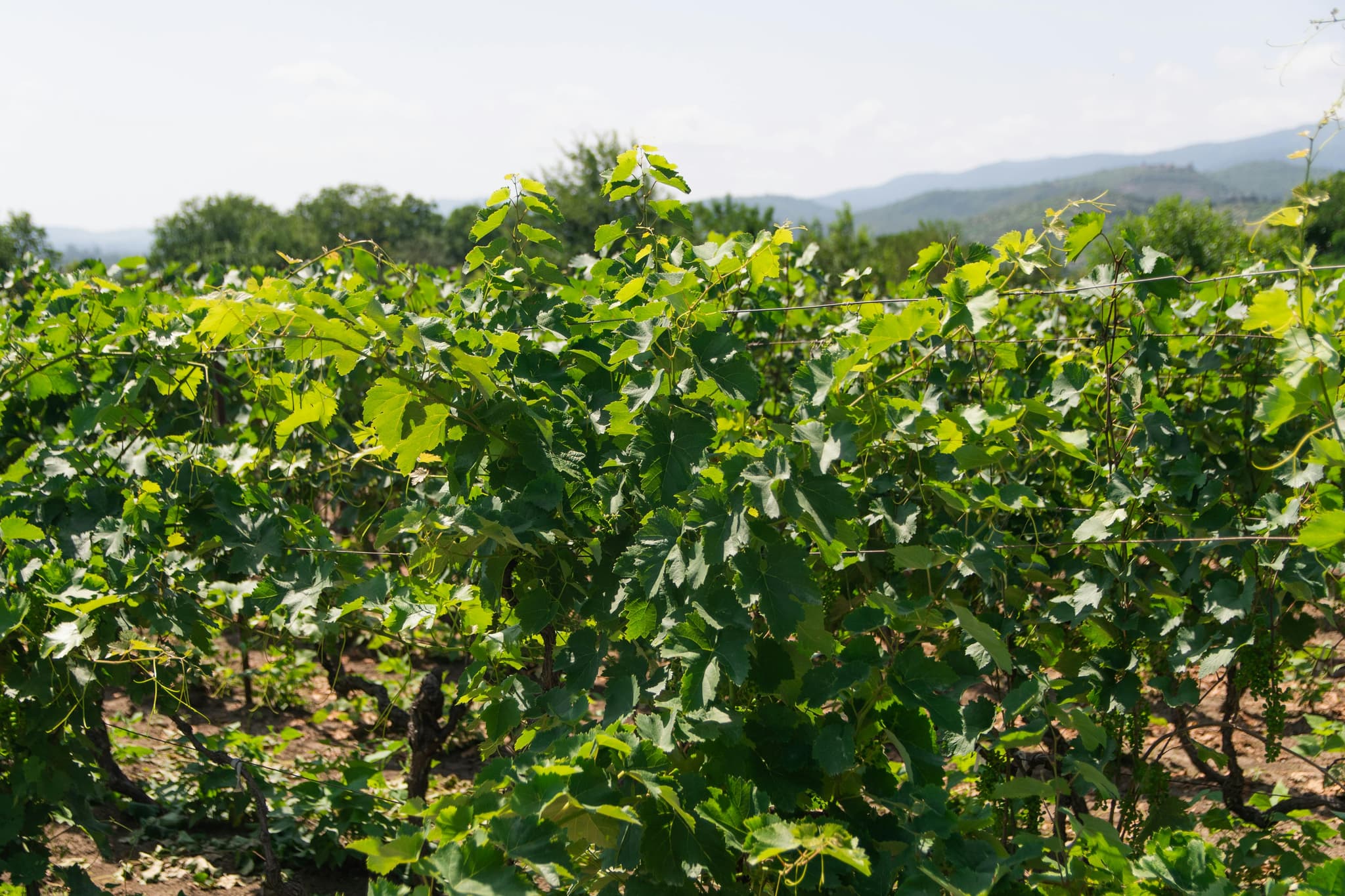 Sacramento Wineries with the Most Unique Wine Tastings