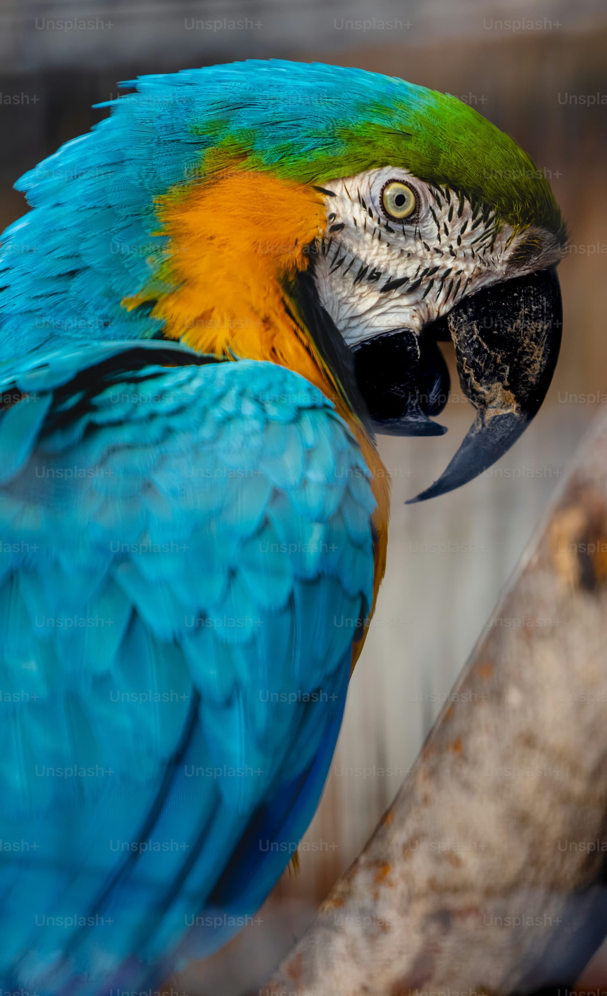 Exotic Birds – Quality Assurance Amazing Birds Farm