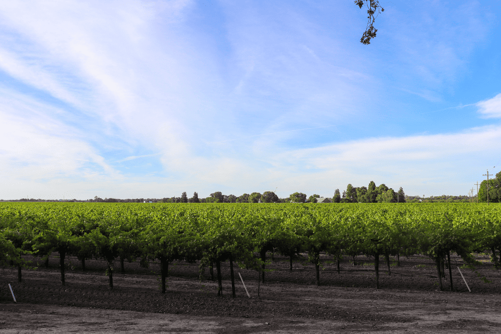Detailed Clarksburg California Map for Tourists