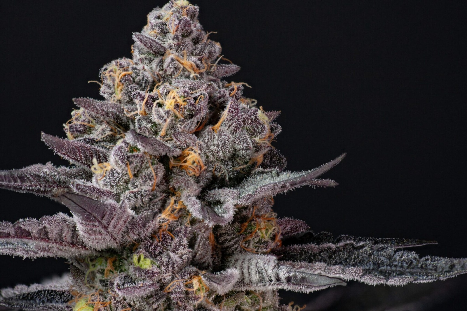 Donkey Butter Strain – Fresh Cannabis Direct from Growers at Bud Cargo