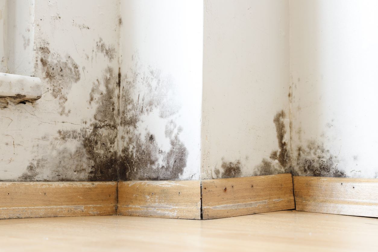 Trusted Austin Specialists for mold remediation bryker woods austin tx