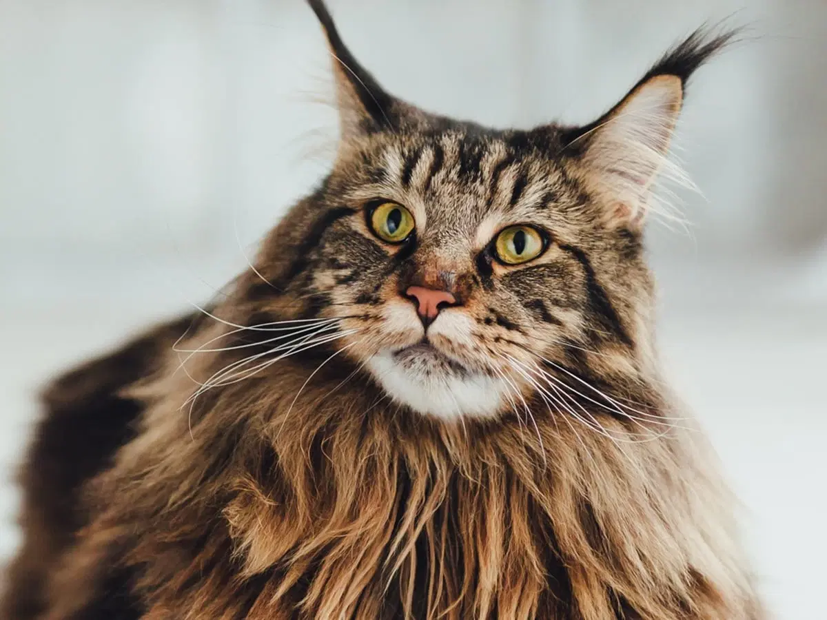 Maine Coon Kittens for Sale | Lovingly Raised at Amore Cattery