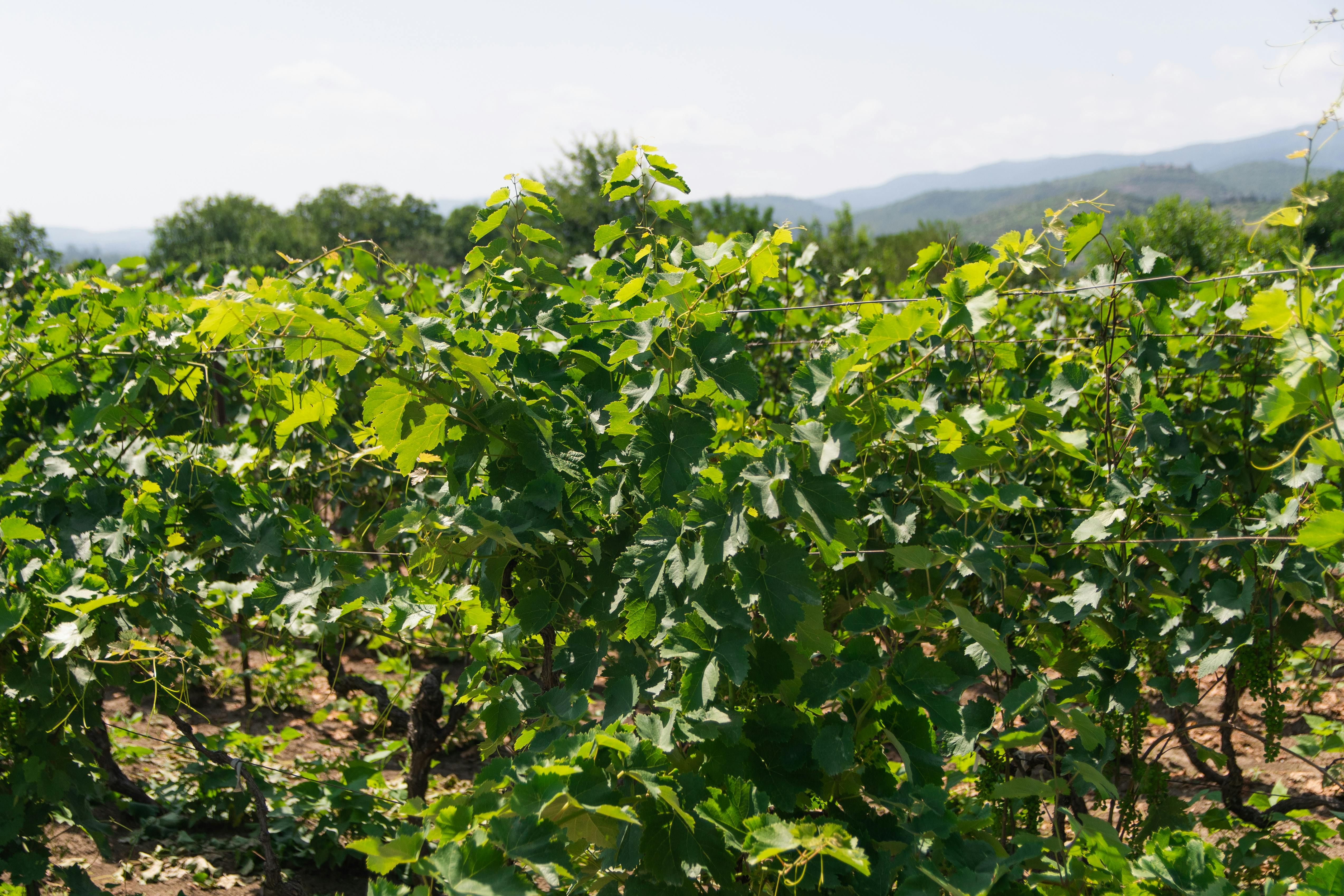 Sacramento Wineries with the Most Unique Wine Tastings