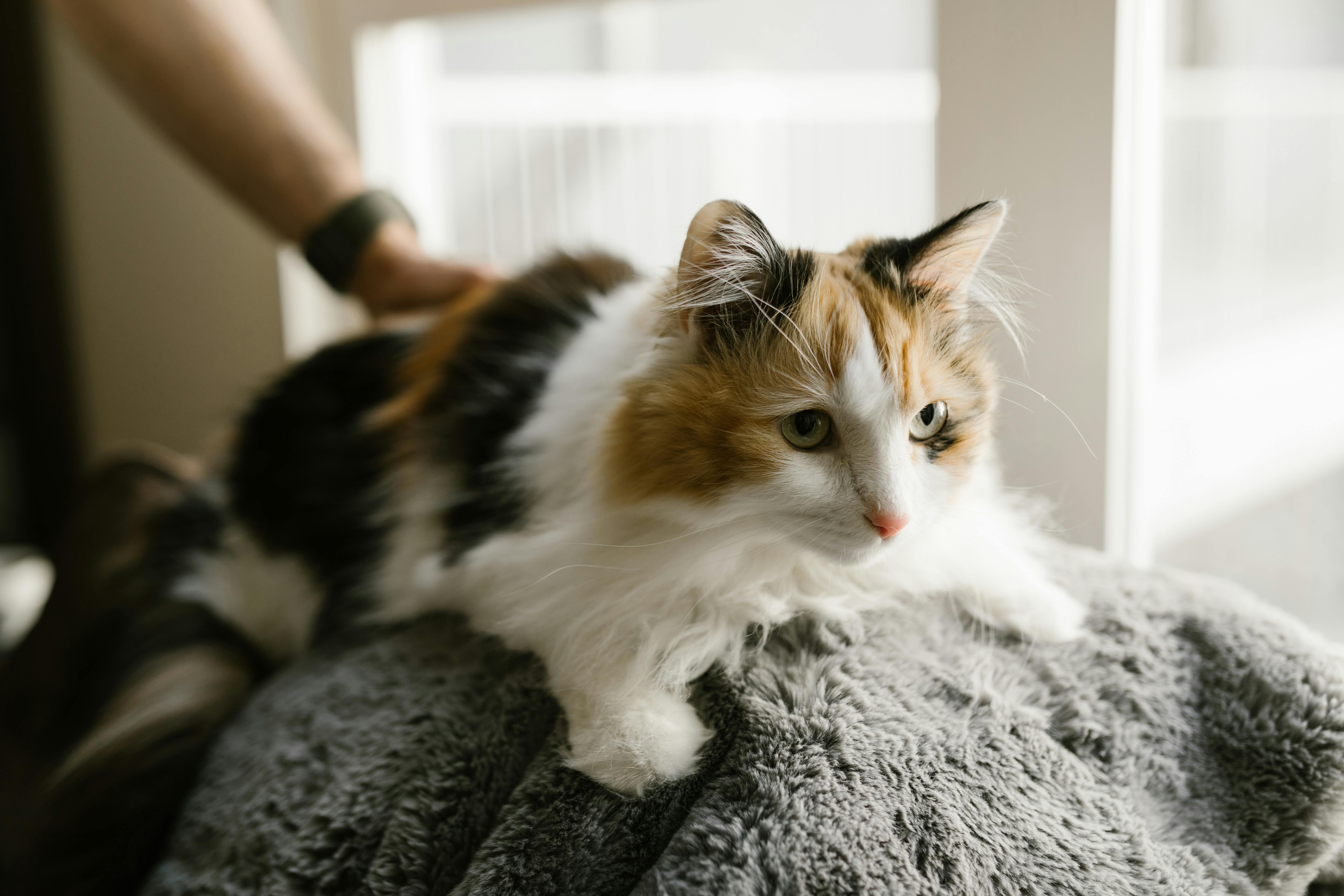 Maine Coon Kittens for Sale Bay Area – Just a Short Drive to Roseville