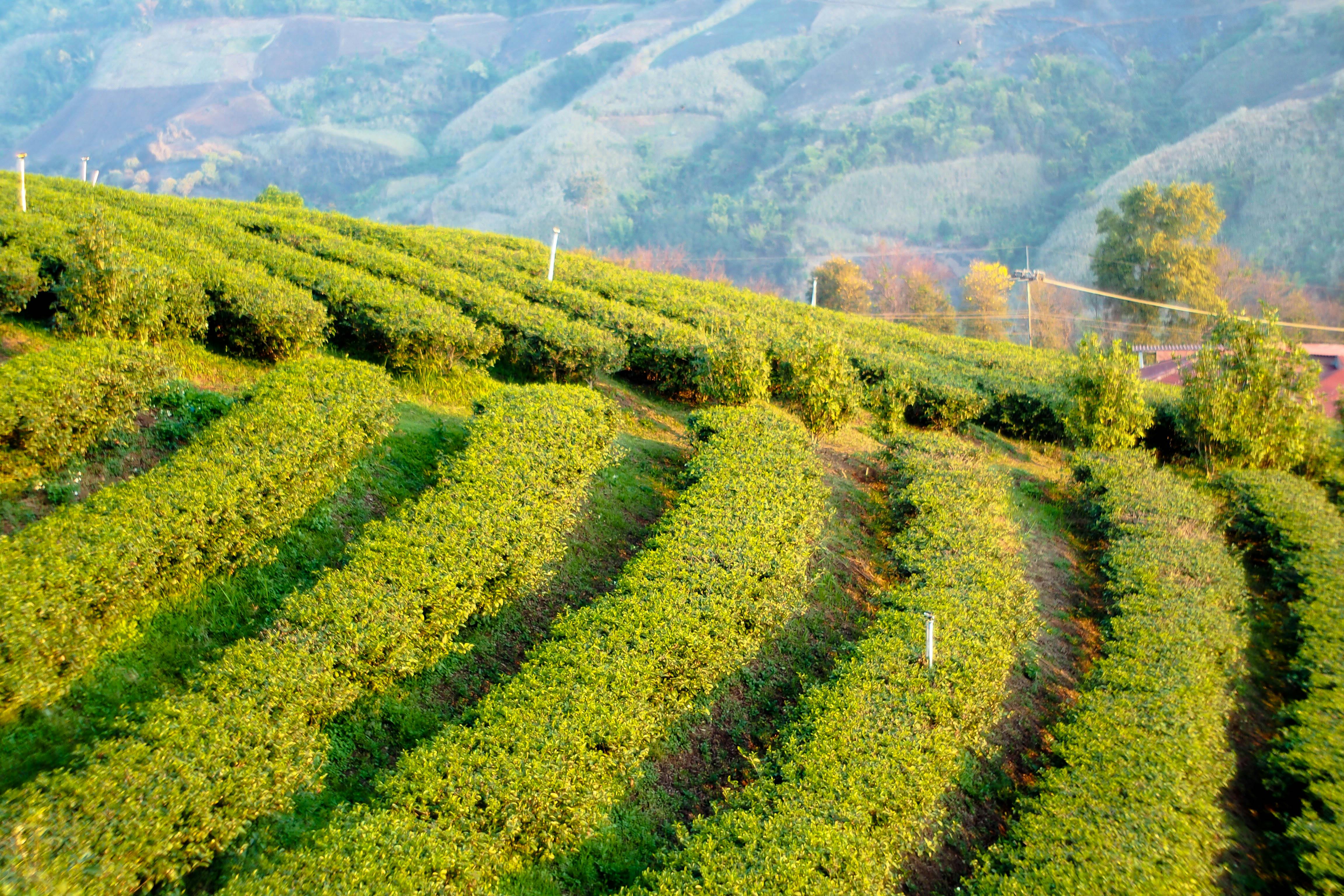Exploring Local Culture Through Sacramento Wineries