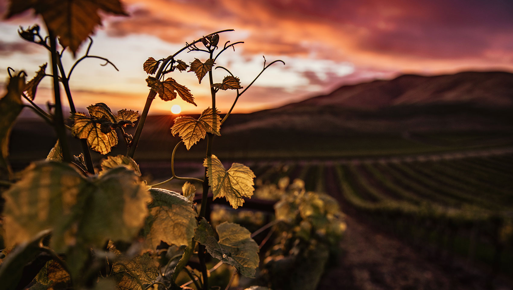Exploring Clarksburg California: Scenic Views, Wineries, and More
