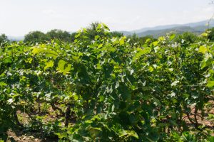 pexels-107014568-9562295