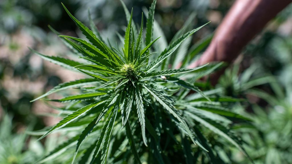 7264a2e0-84cf-11f0-8482-5de2807b9be8